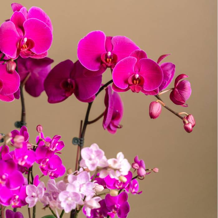 purple-variant